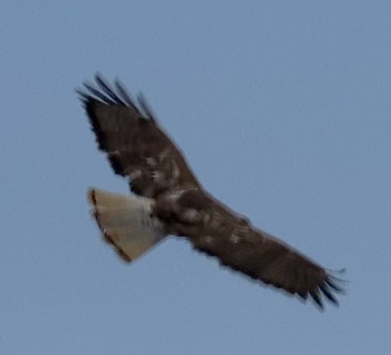 Red-tailed Hawk (Harlan's) - ML630862977