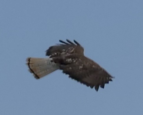 Red-tailed Hawk (Harlan's) - ML630862978