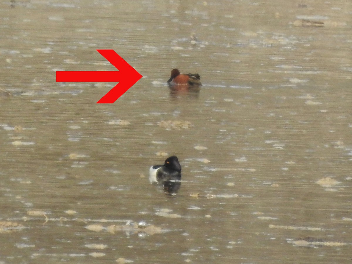 čírka skořicová - ML630862991