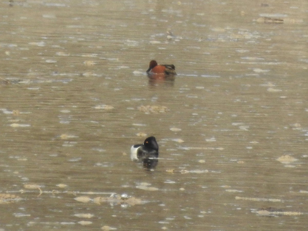 čírka skořicová - ML630862992