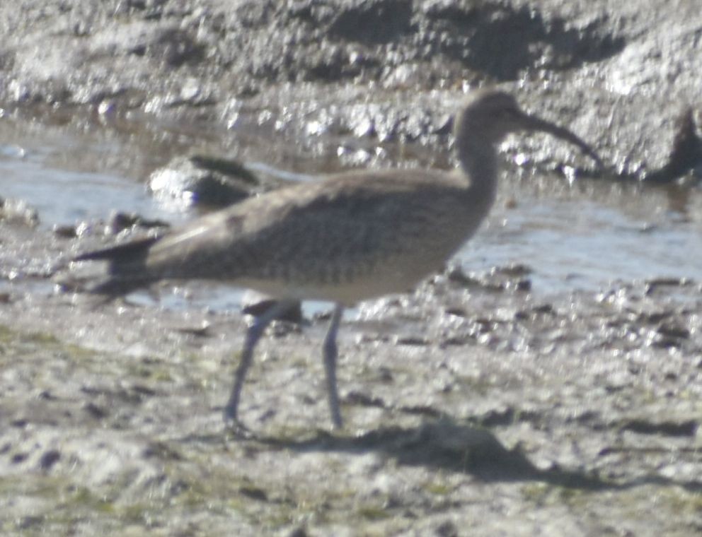 Whimbrel - ML630863039