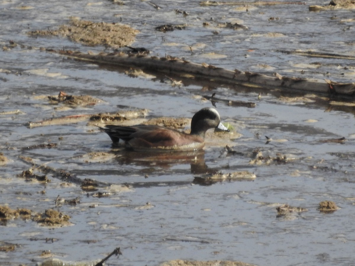 hvízdák americký - ML630863044