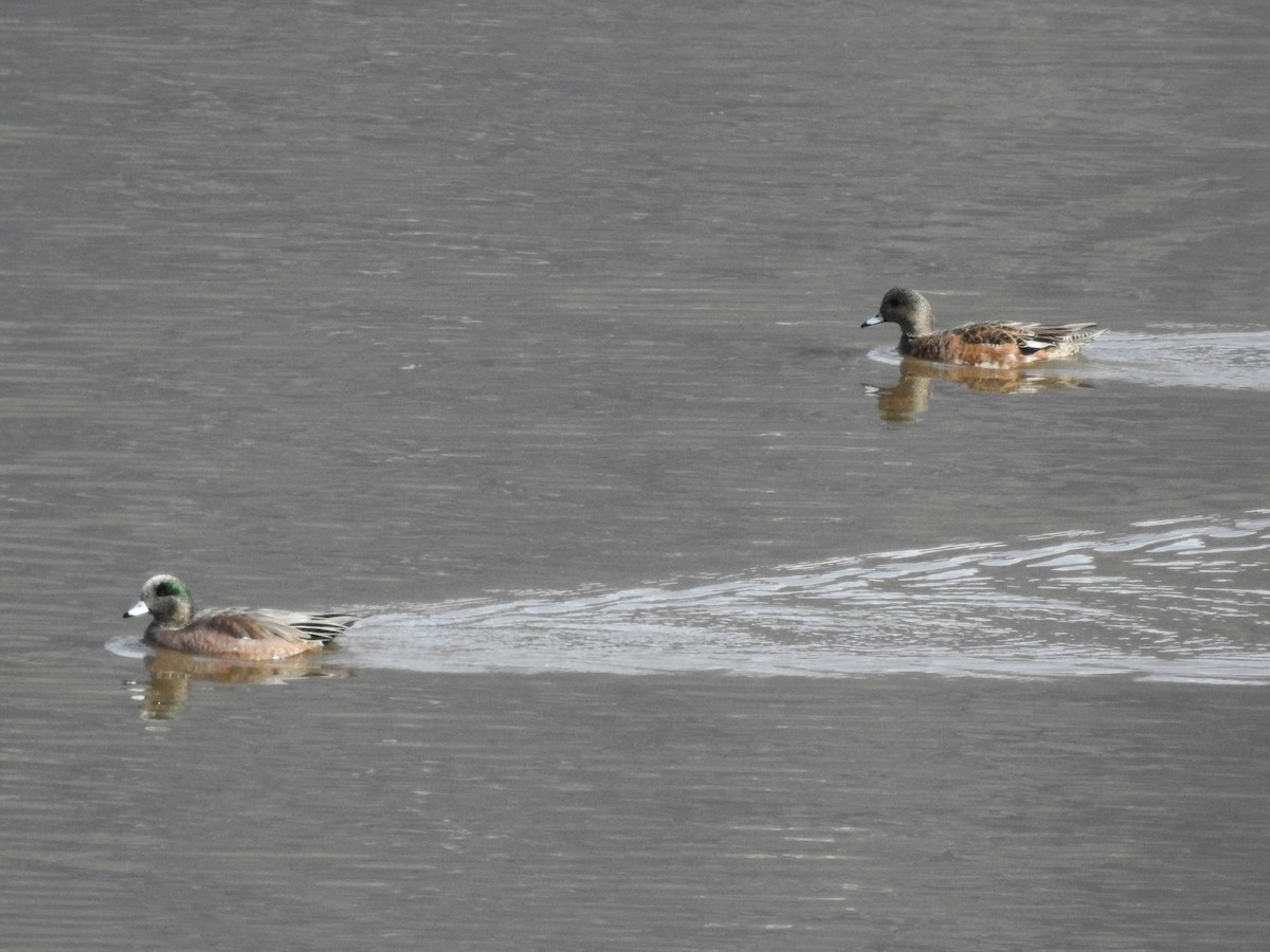 hvízdák americký - ML630863045