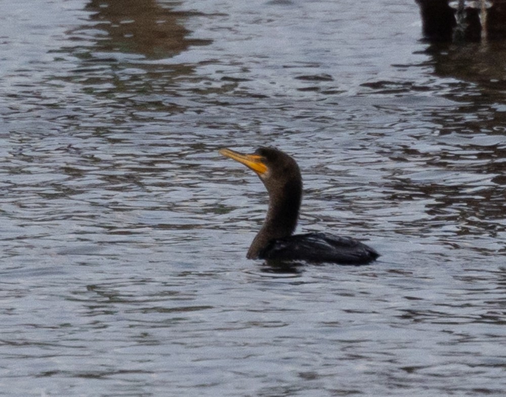 Double-crested Cormorant - ML630863083