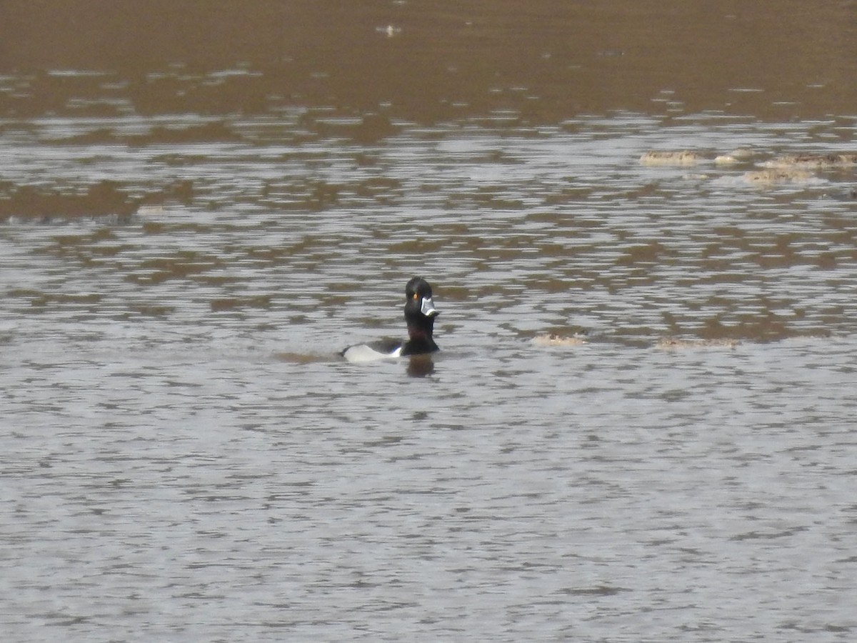 polák proužkozobý - ML630863084