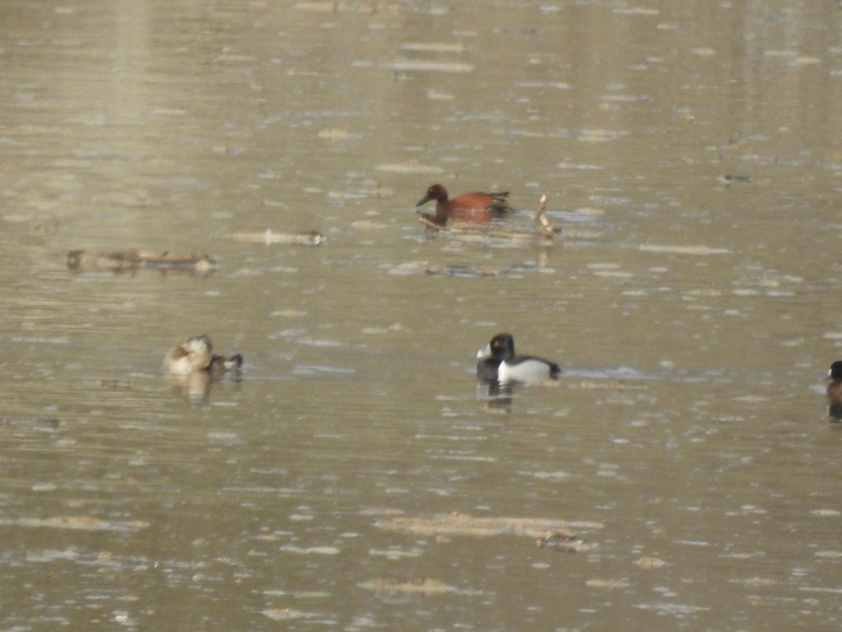 polák proužkozobý - ML630863085