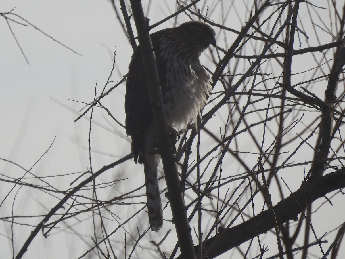 jestřáb americký - ML630863127