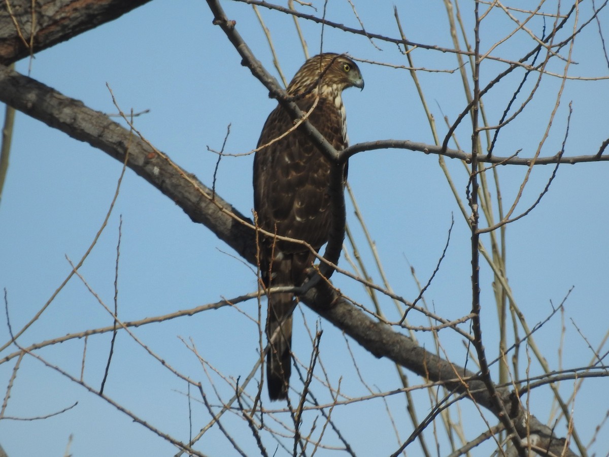 jestřáb americký - ML630863128