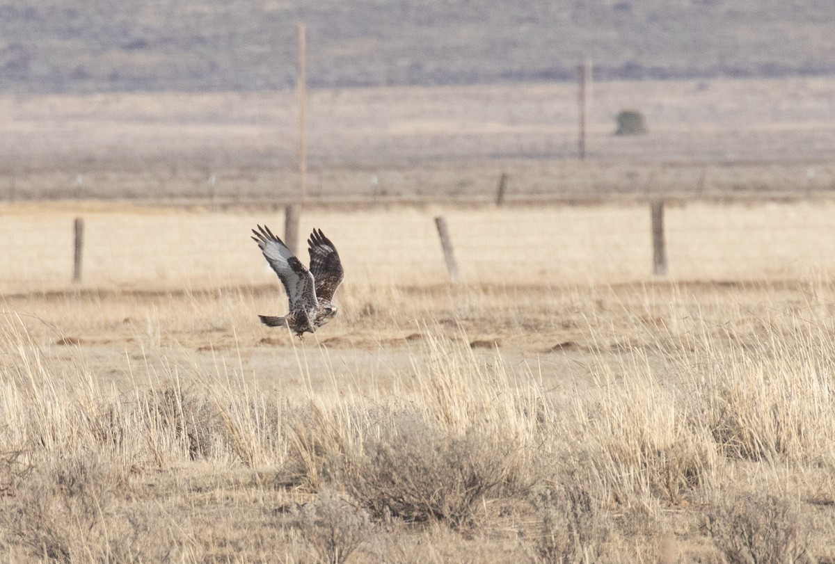 Rough-legged Hawk - ML630863144