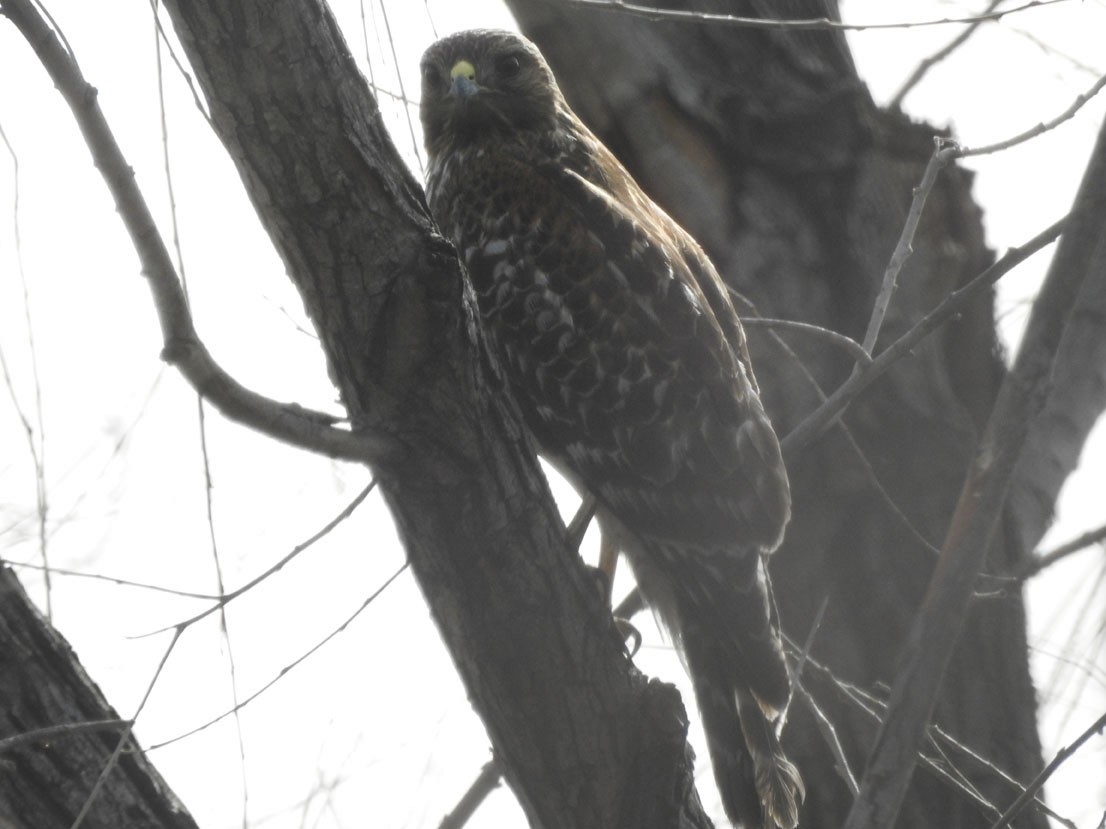 káně páskovaná - ML630863145