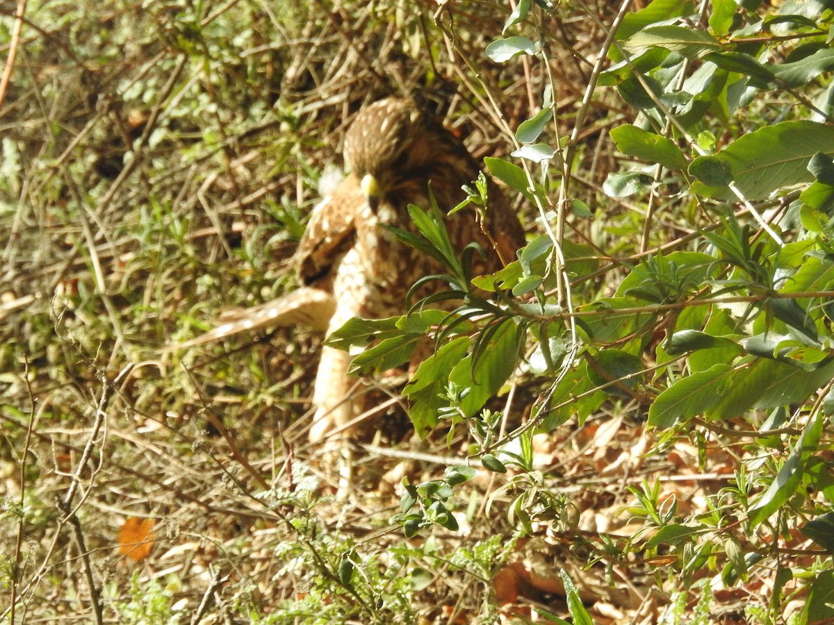 káně páskovaná - ML630863146