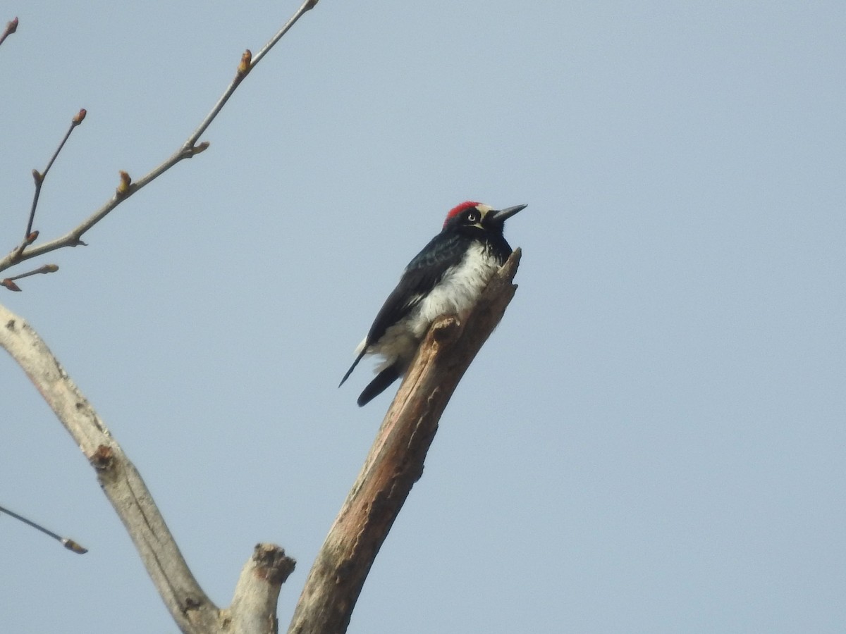 datel sběrač - ML630863157