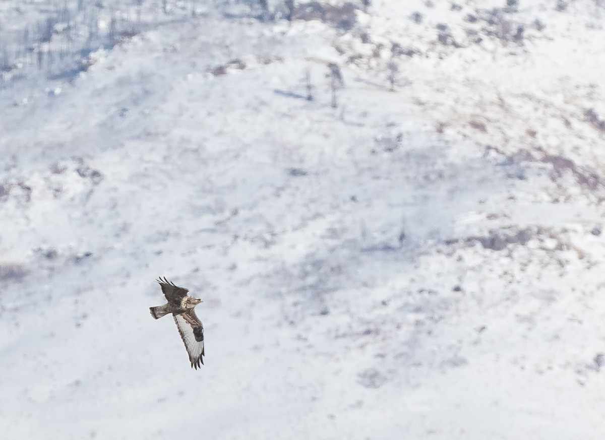 Rough-legged Hawk - ML630863170