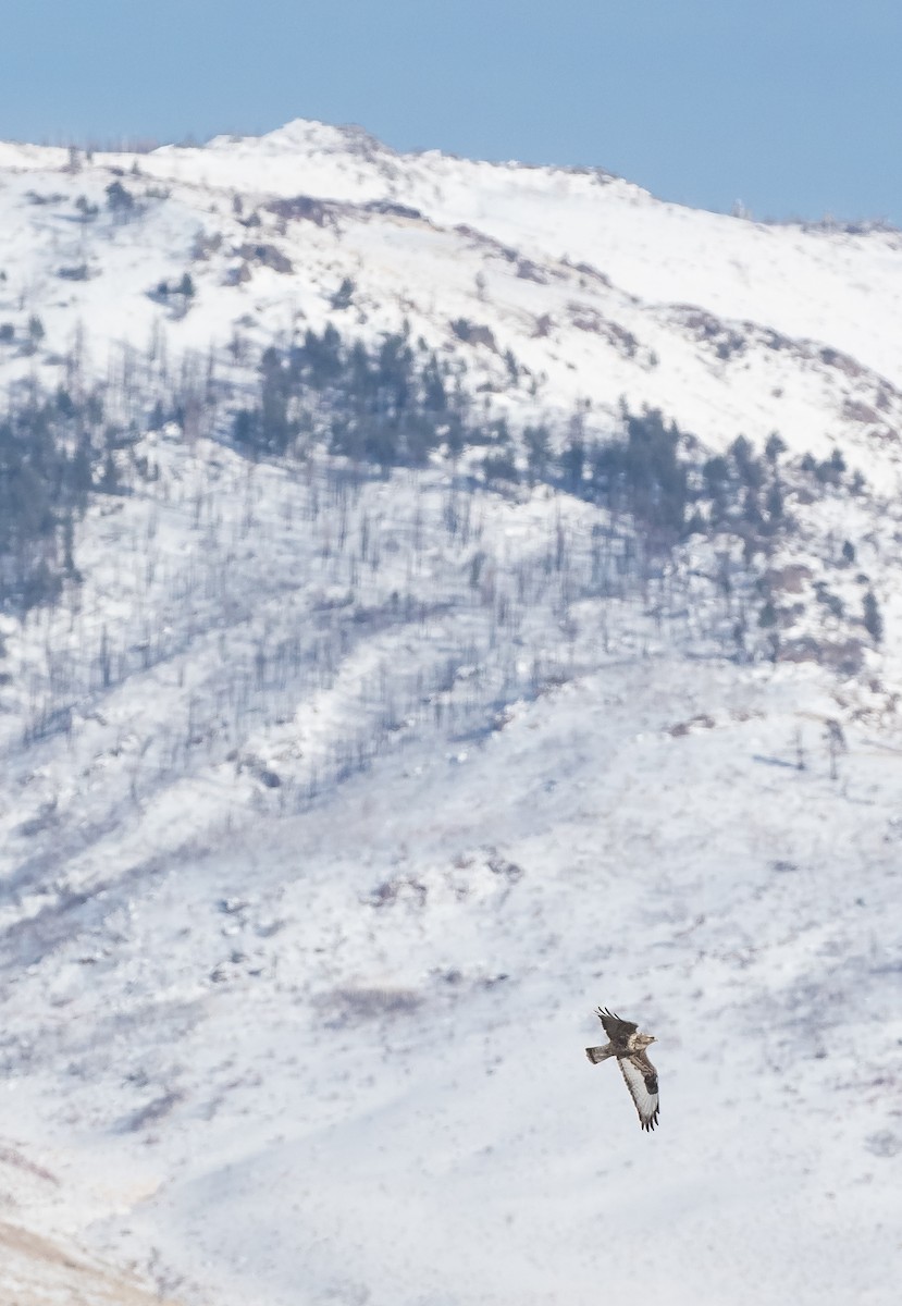 Rough-legged Hawk - ML630863171