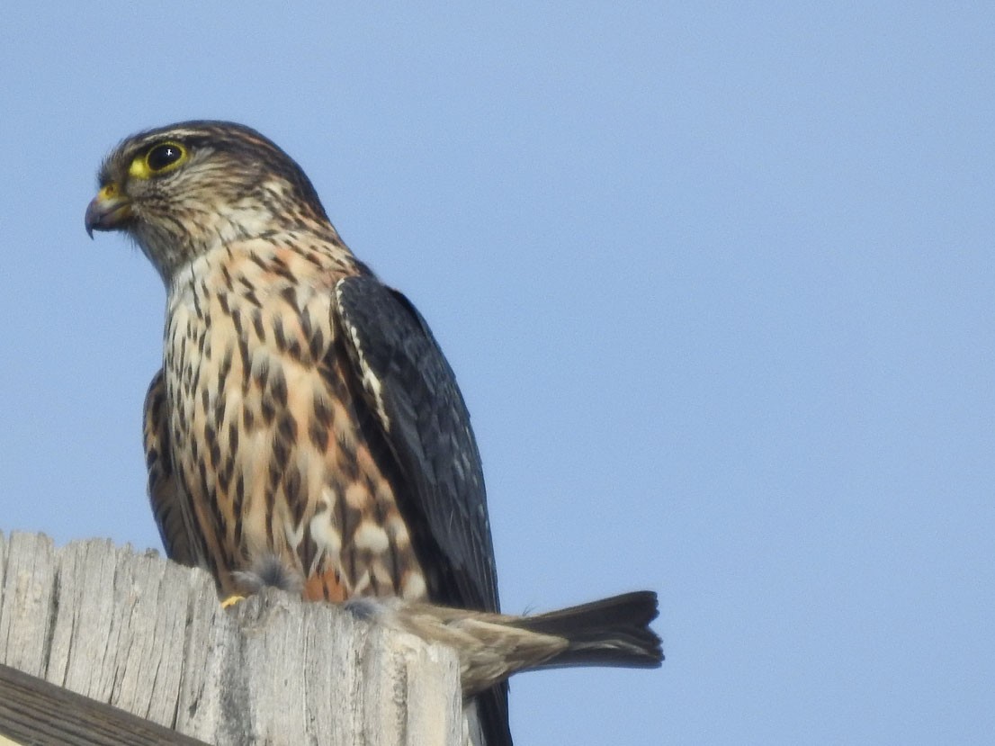 dřemlík tundrový - ML630863196