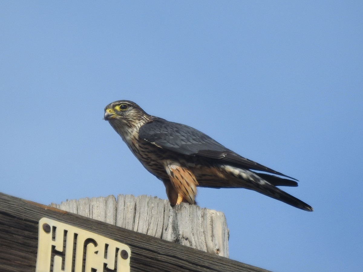 dřemlík tundrový - ML630863197