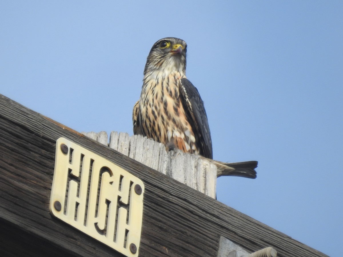 dřemlík tundrový - ML630863198