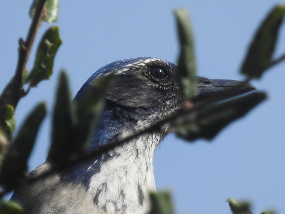 sojka západní - ML630863228