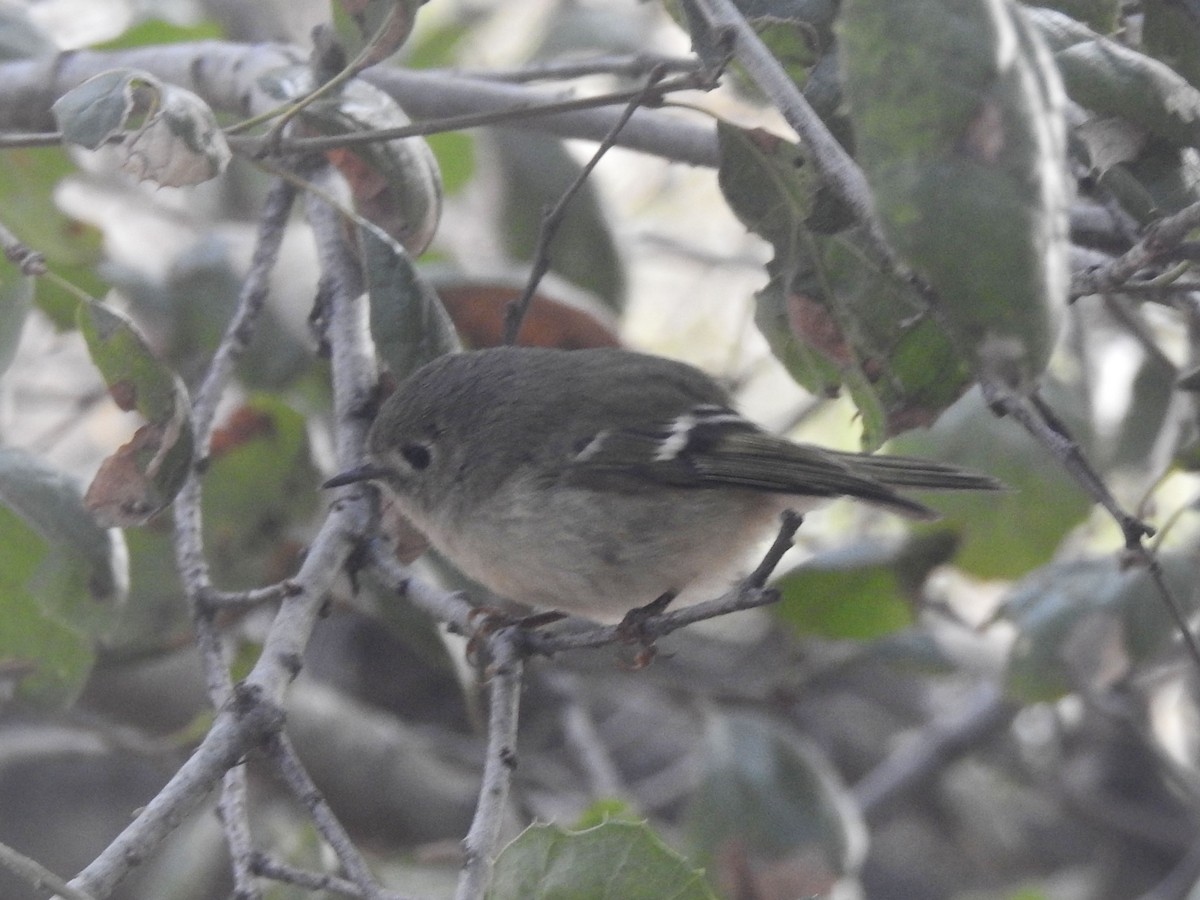 králíček americký - ML630863284