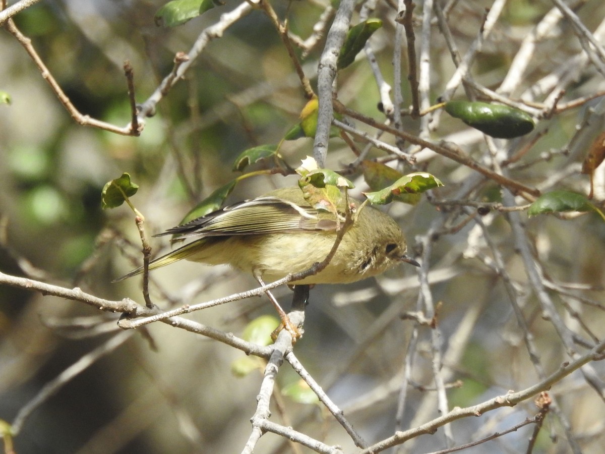 králíček americký - ML630863285