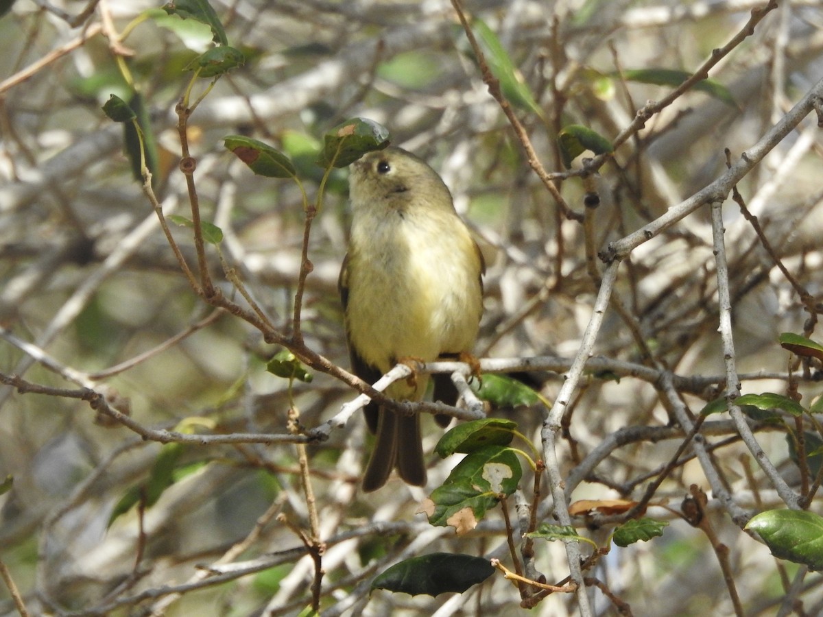 králíček americký - ML630863286