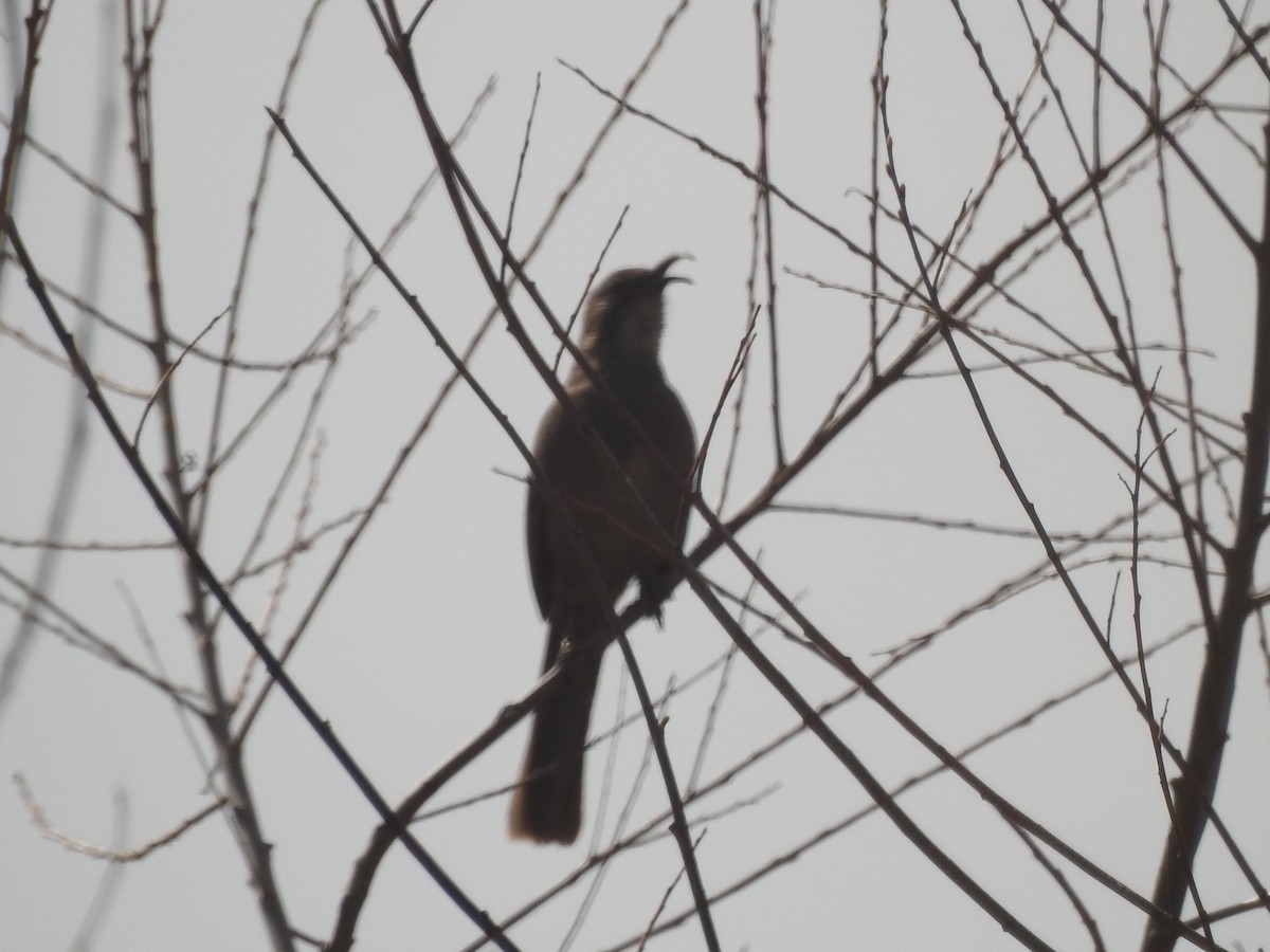 California Thrasher - ML630863308