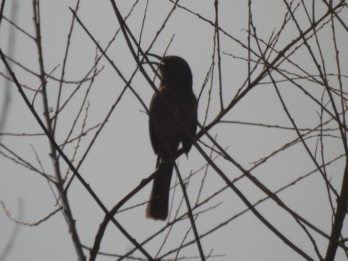California Thrasher - ML630863309