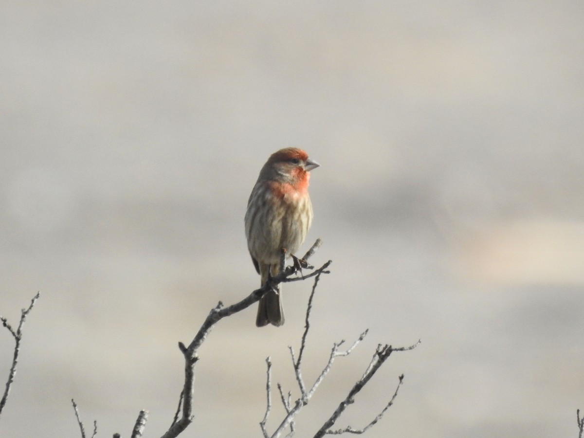 hýl rudoprsý - ML630863345