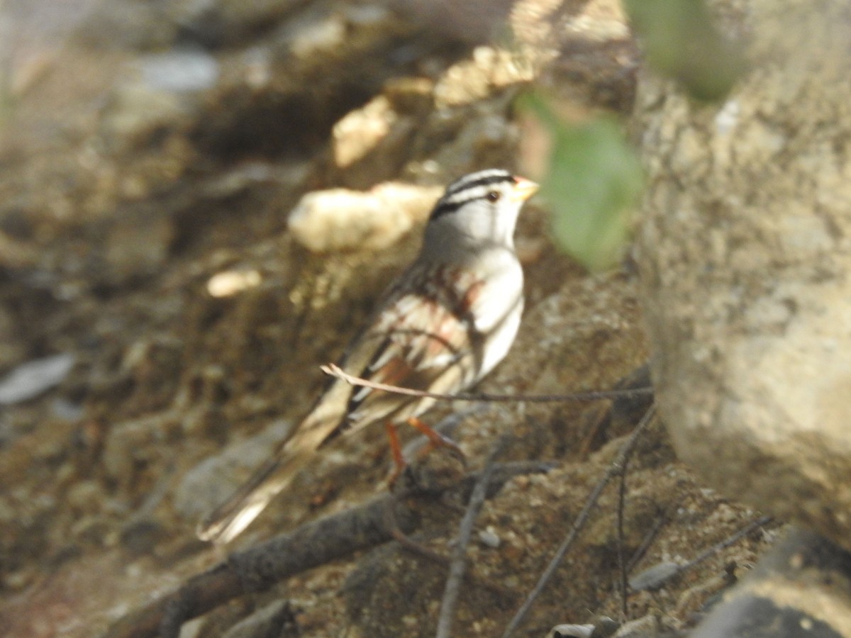 strnadec bělopásý - ML630863372