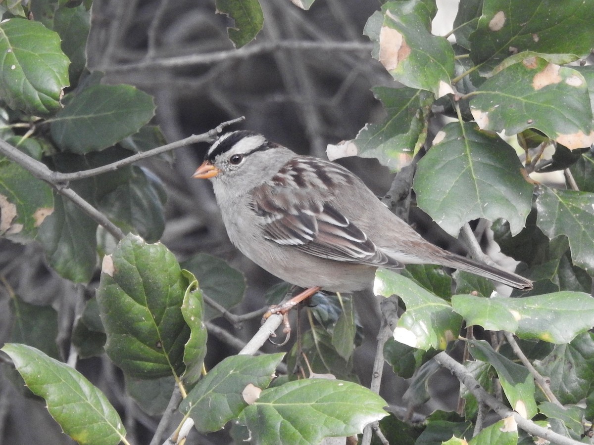 strnadec bělopásý - ML630863373