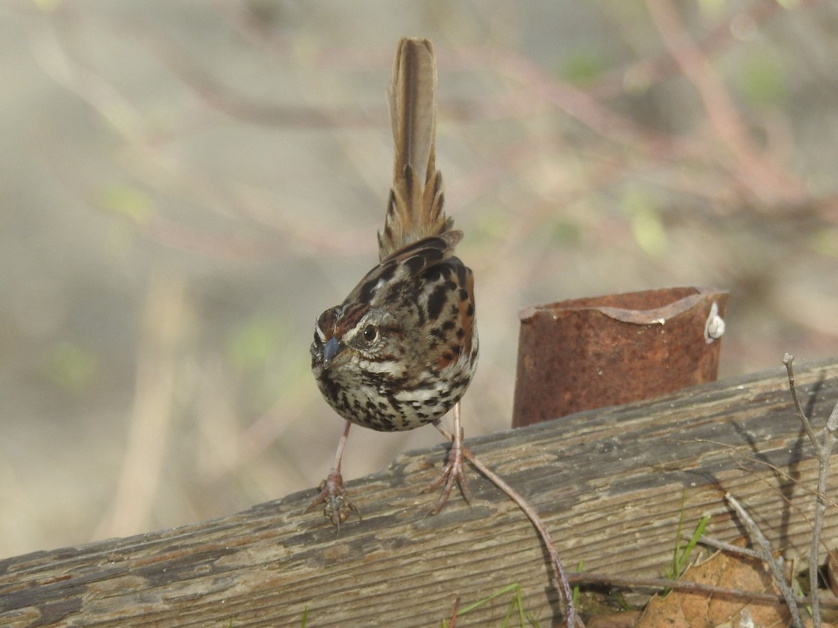 strnadec zpěvný - ML630863393