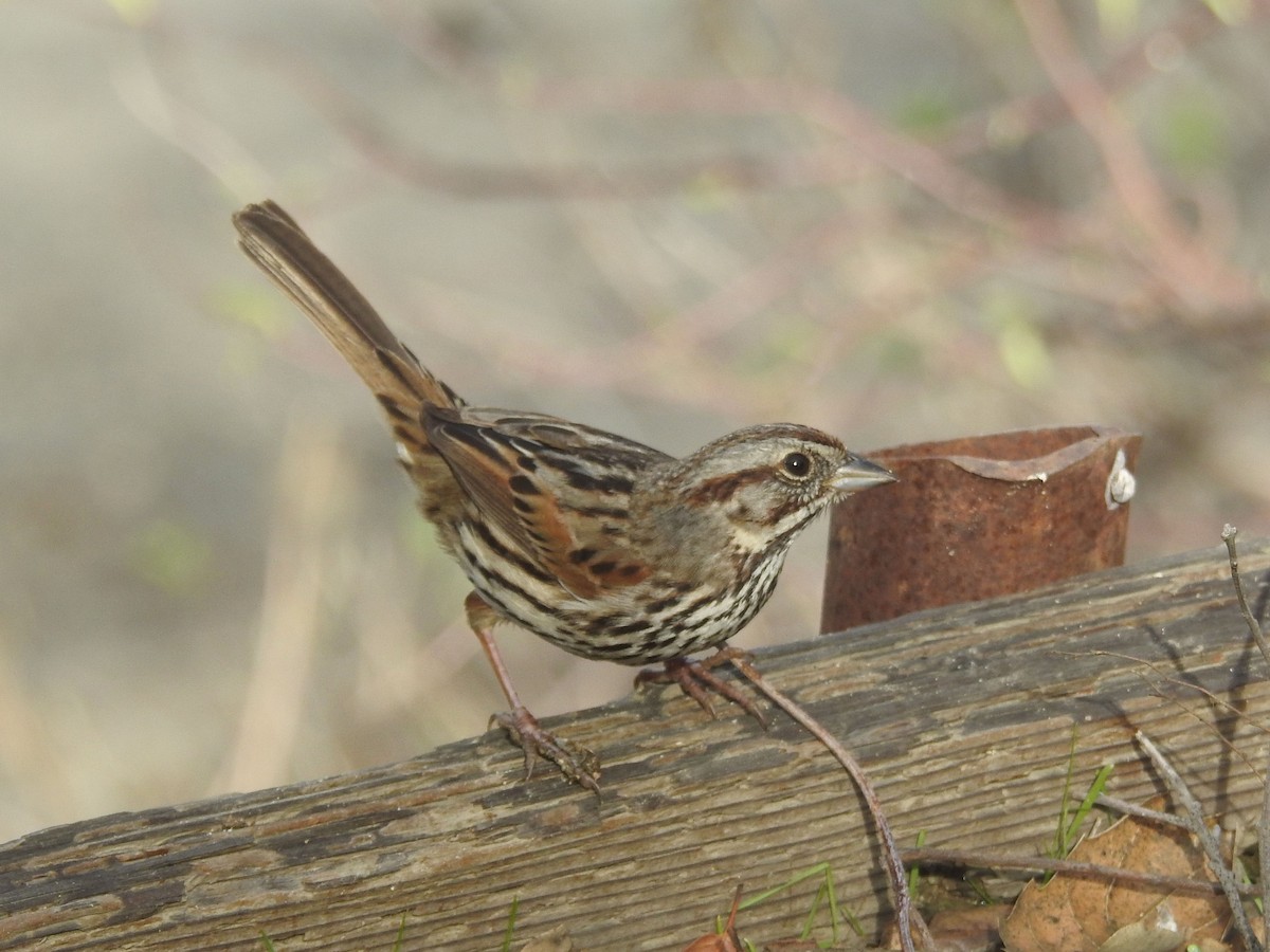 strnadec zpěvný - ML630863394