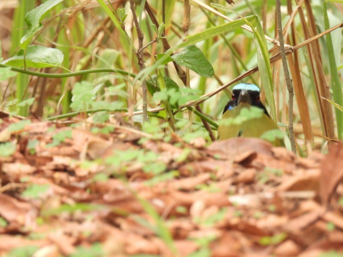 Whooping Motmot - ML630863486