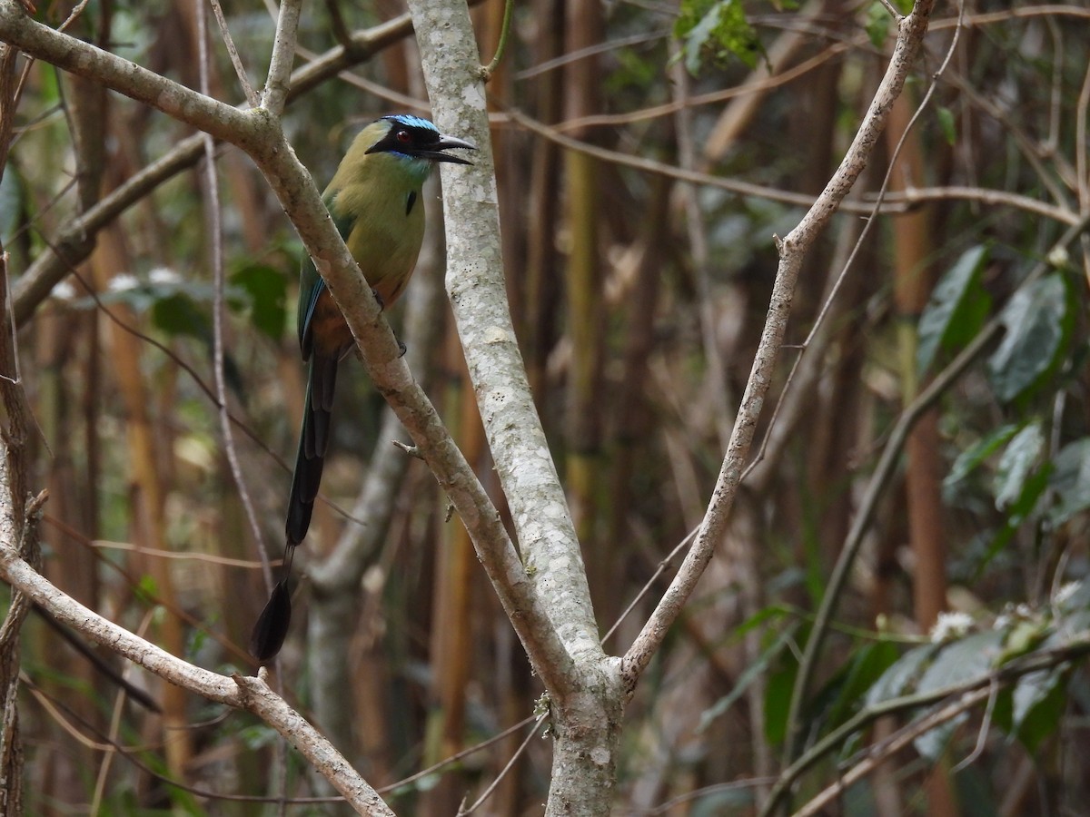 Whooping Motmot - ML630863487