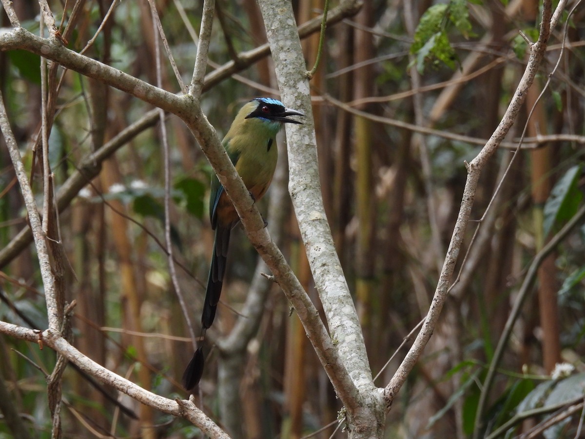 Whooping Motmot - ML630863491