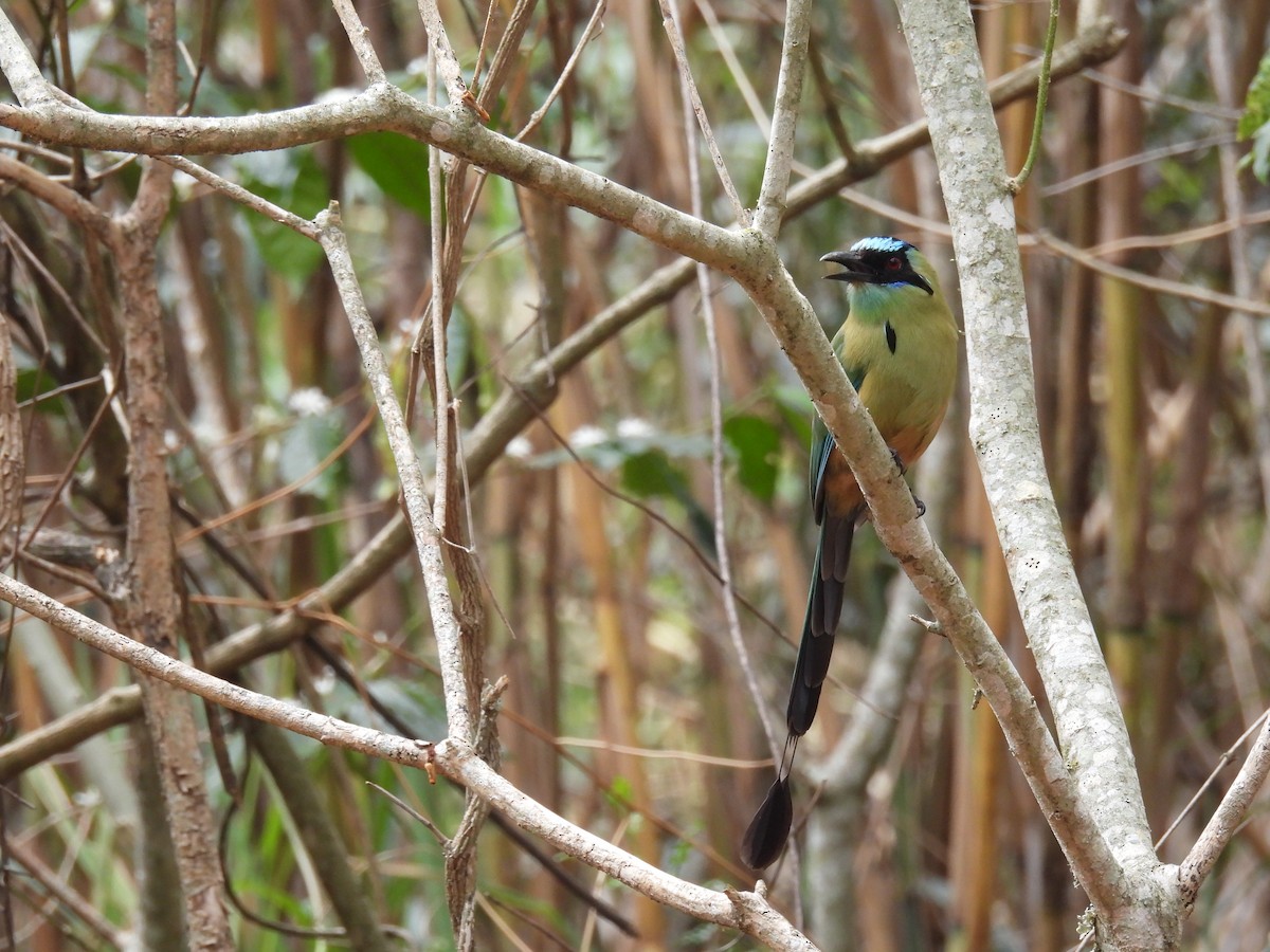 Whooping Motmot - ML630863492