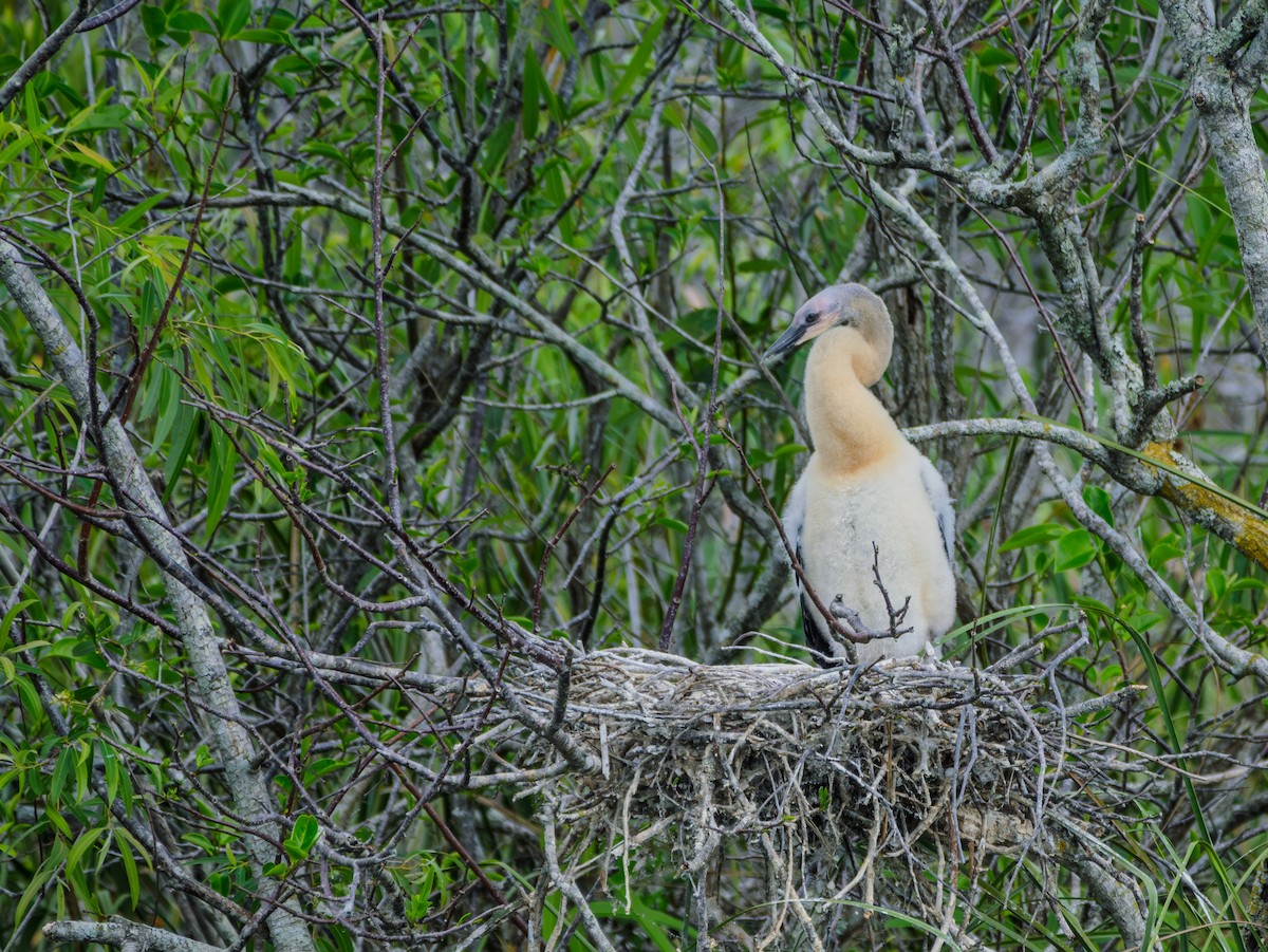 Anhinga amerikarra - ML630863530