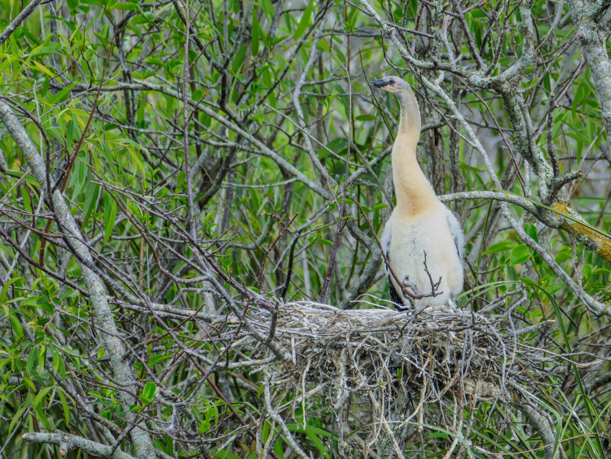 Anhinga amerikarra - ML630863531