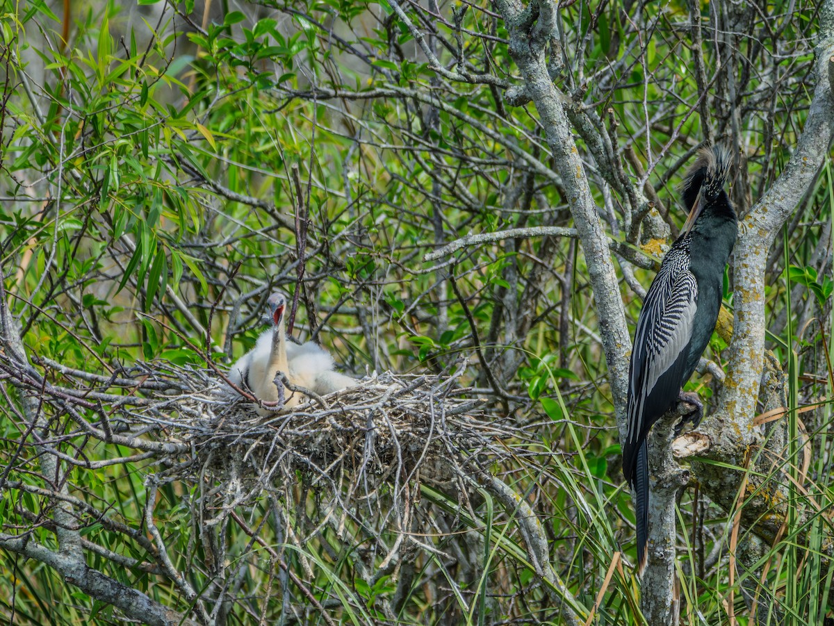 Anhinga amerikarra - ML630863532
