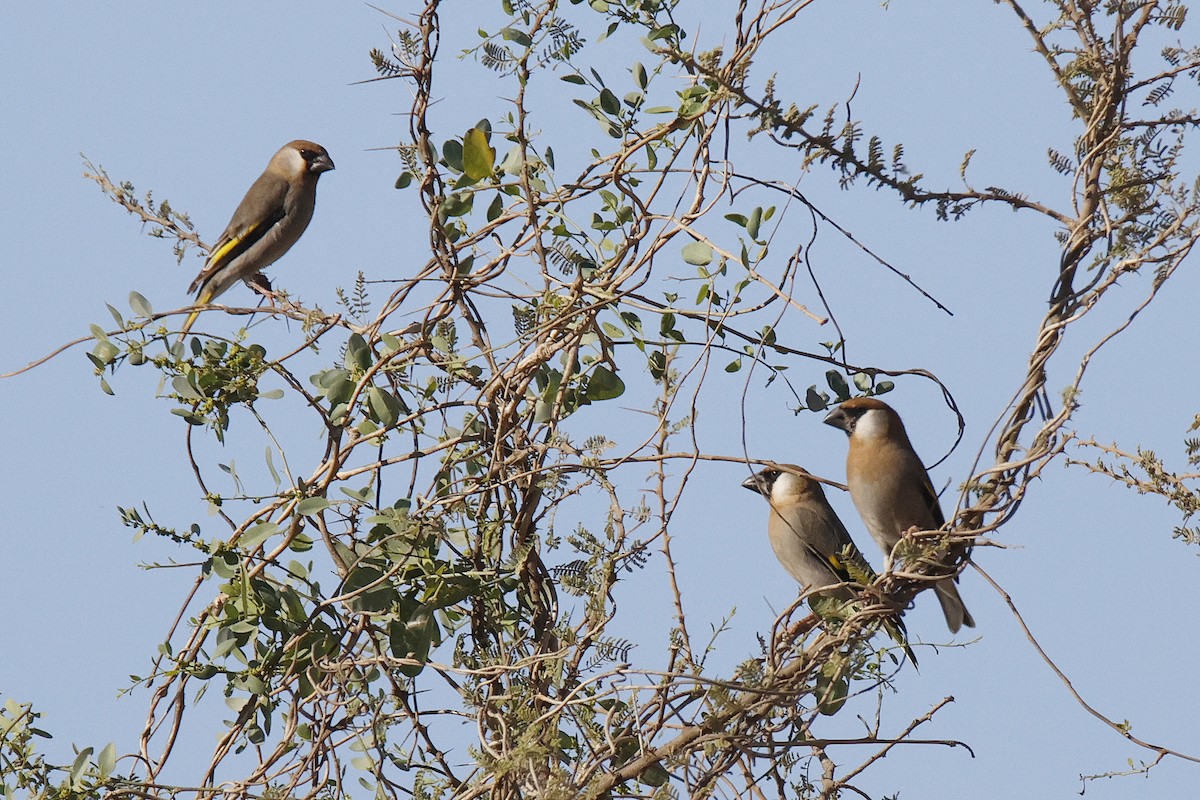 Arabian Grosbeak - ML630863697