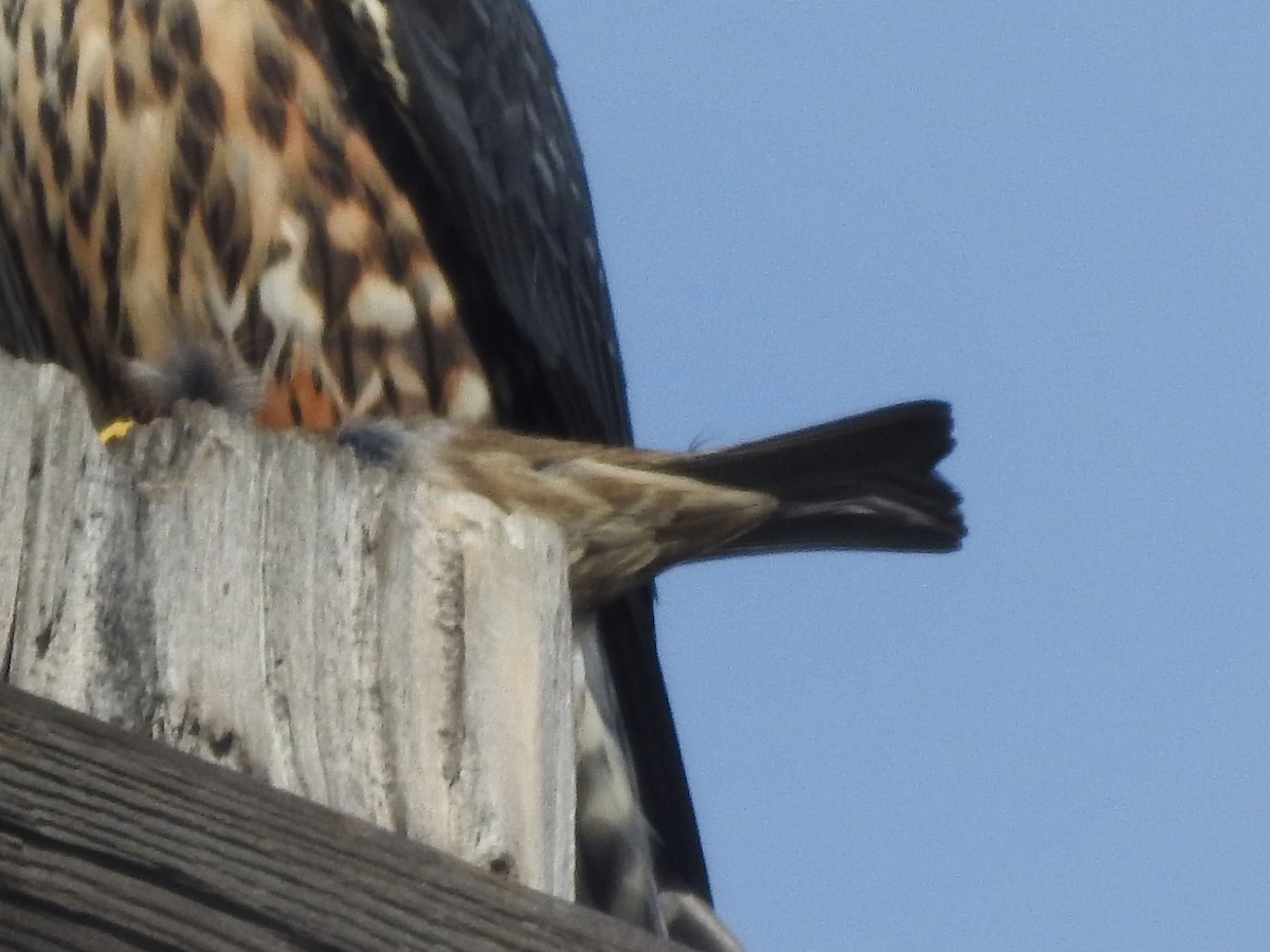 hýl rudoprsý - ML630863787