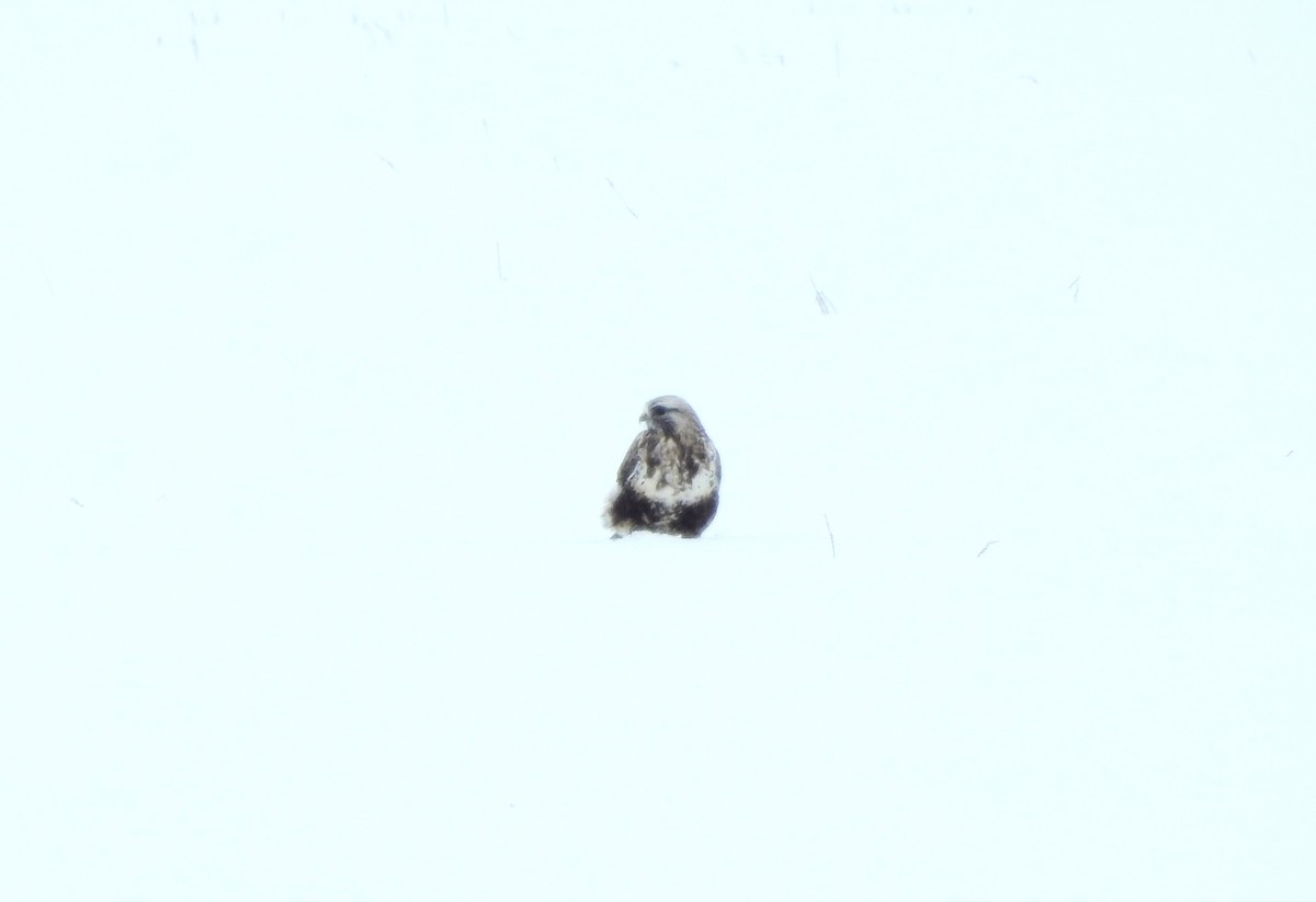 Rough-legged Hawk - ML630863907