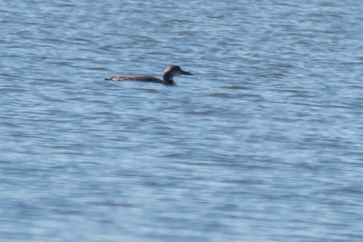 Common Loon - ML630864202
