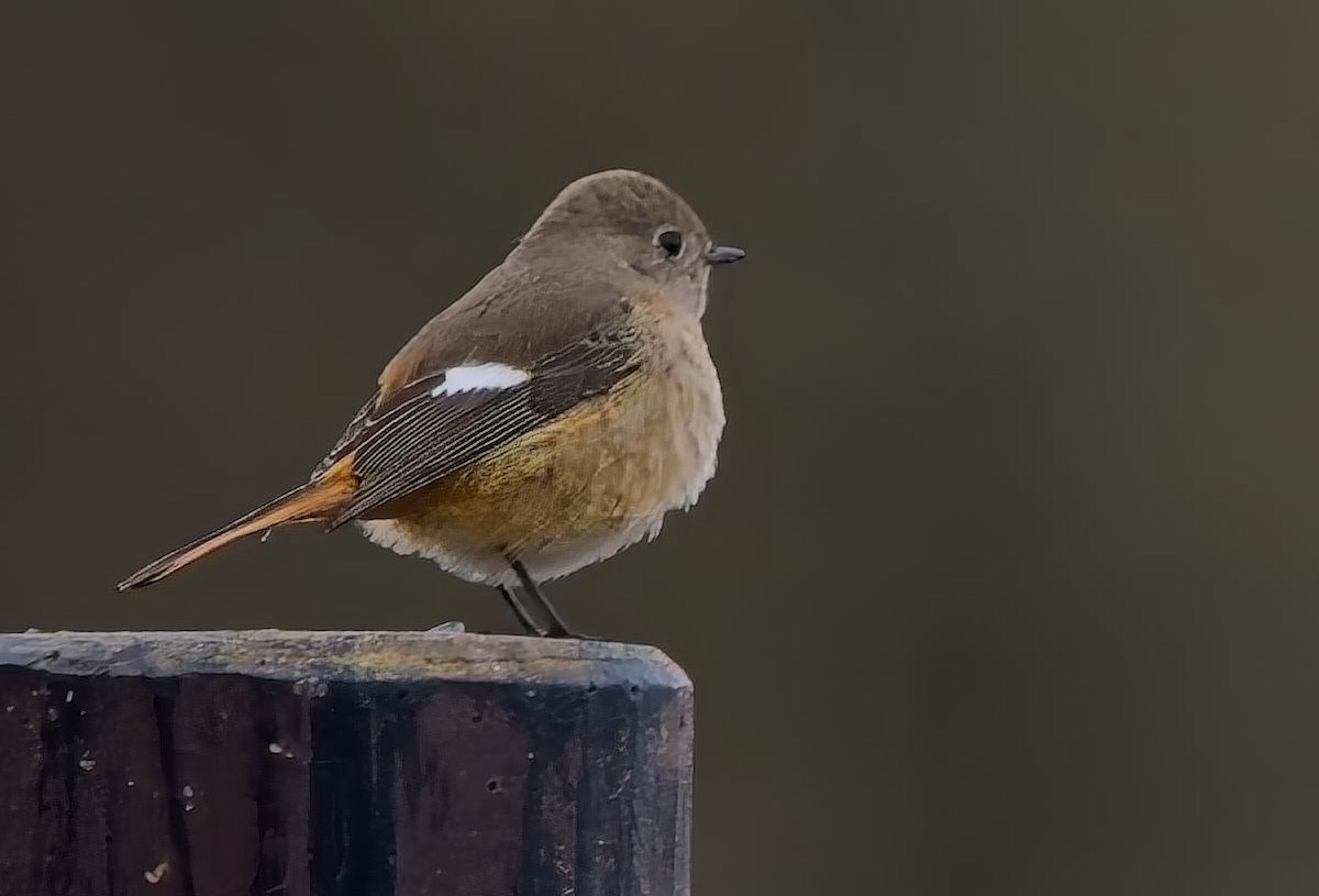Daurian Redstart - ML630864599
