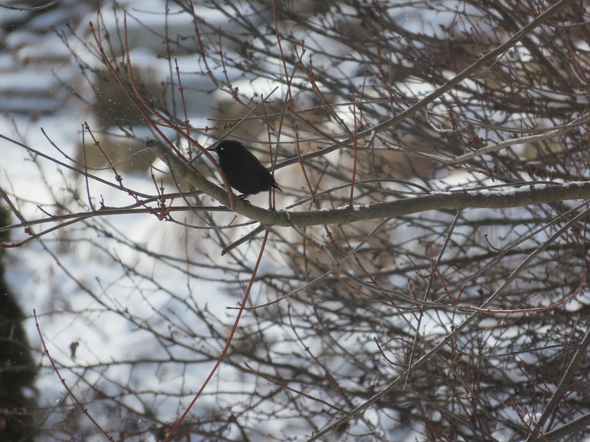 Rusty Blackbird - ML630864787