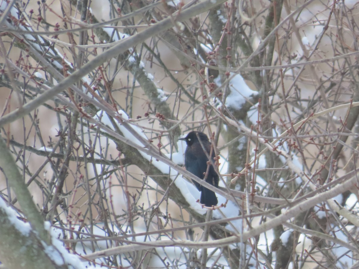 Rusty Blackbird - ML630864803