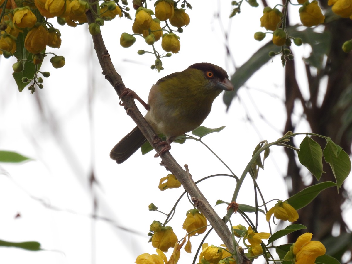 Rufous-browed Peppershrike - ML630864809