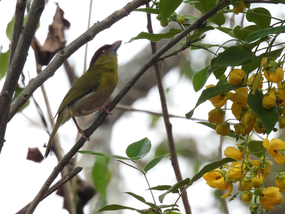 Rufous-browed Peppershrike - ML630864811