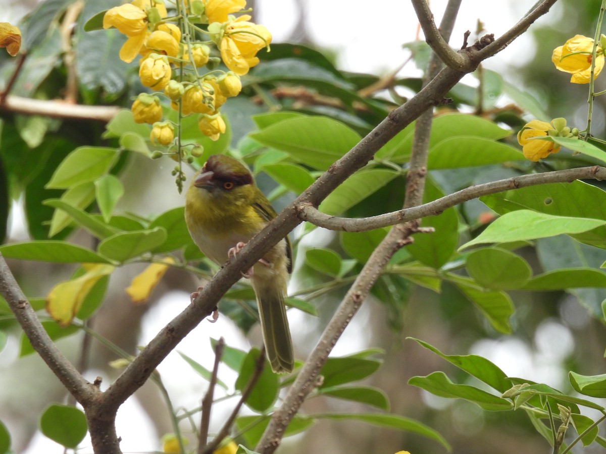 Rufous-browed Peppershrike - ML630864812