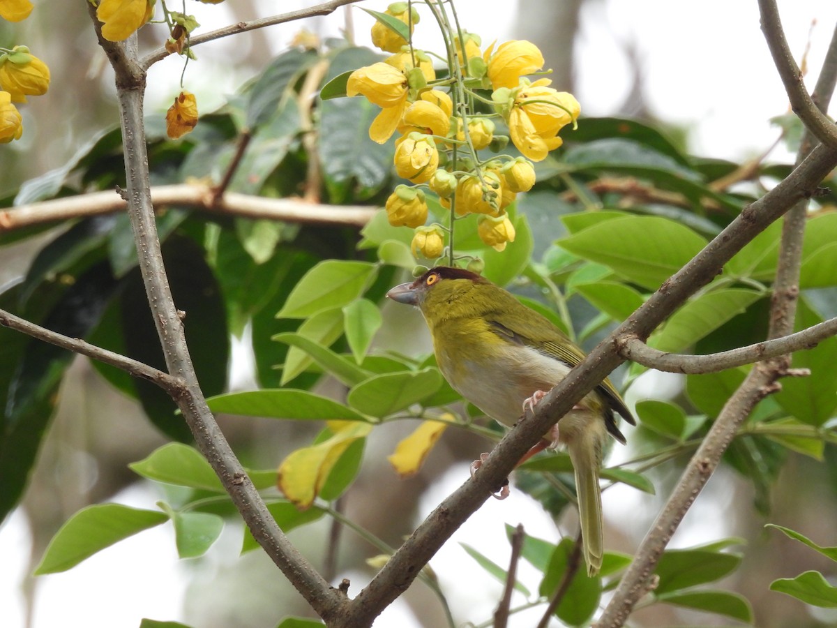Rufous-browed Peppershrike - ML630864813